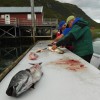 Robby Fish Noorwegen 2015 - 63